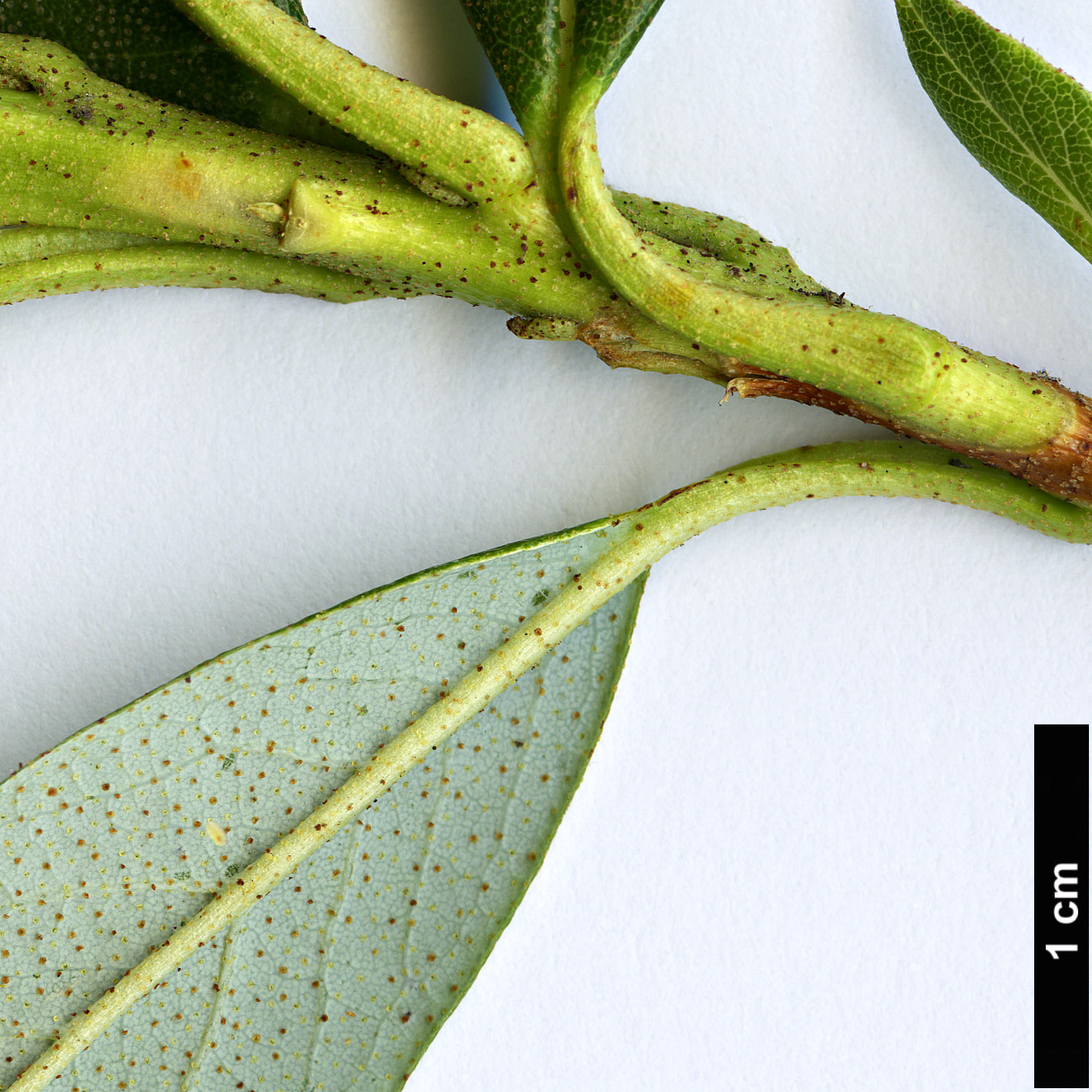 High resolution image: Family: Ericaceae - Genus: Rhododendron - Taxon: brachyanthum - SpeciesSub: subsp. hypolepidotum